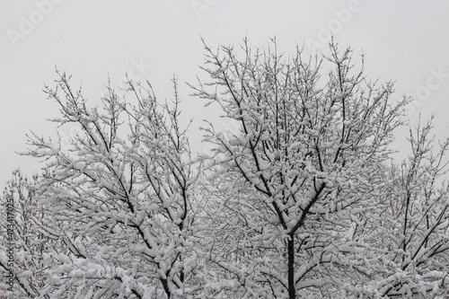 Wallpaper Mural snow covered tree  Torontodigital.ca