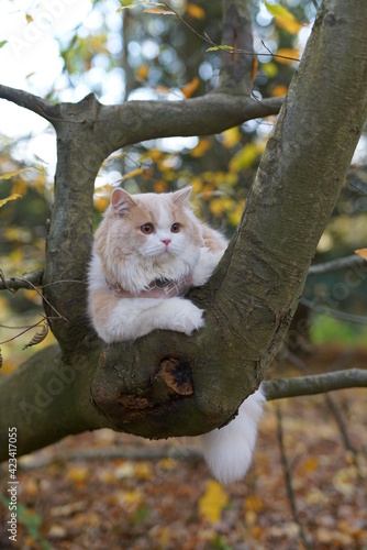 cat, animal, pet, kitten, fores, cute, feline, domestic, fur, kitty, grass, mammal, autumn, nature, pets, portrait, fluffy, eyes, outdoors, animals, young, tabby, adorable, outdoor, looking, leaves,  