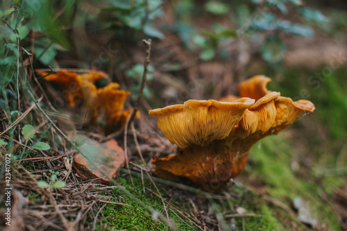 Orange chanterelle in the woods during a fall morning