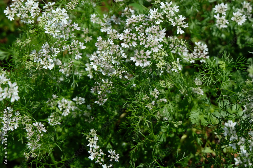 Coriander plant with flowers grown in a home garden Coriander plant with flowers grown in a home garden