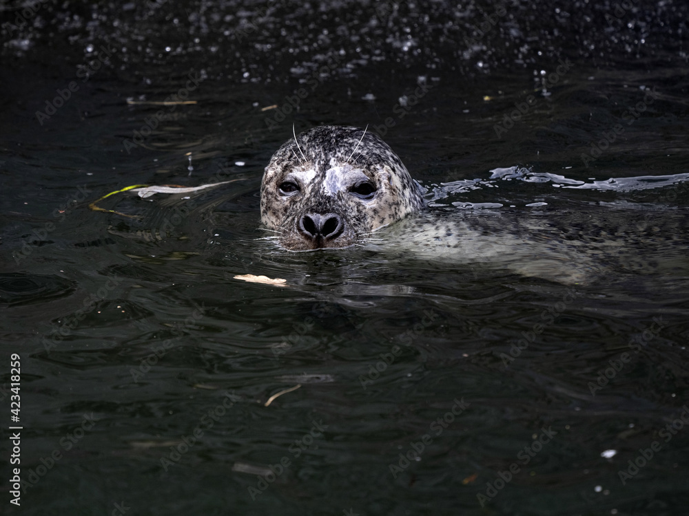 Common Seal, Phoca Vitulina floats in cold water Common Seal, Phoca Vitulina floats in cold water