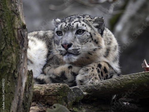 Portrait of Snow Leopard, Panthera Uncia, who resting on tree trunk