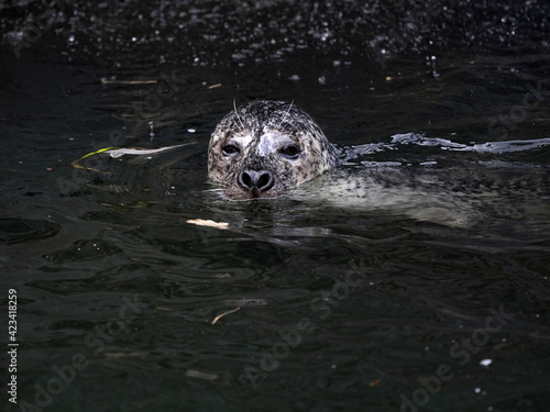 Common Seal, Phoca Vitulina floats in cold water