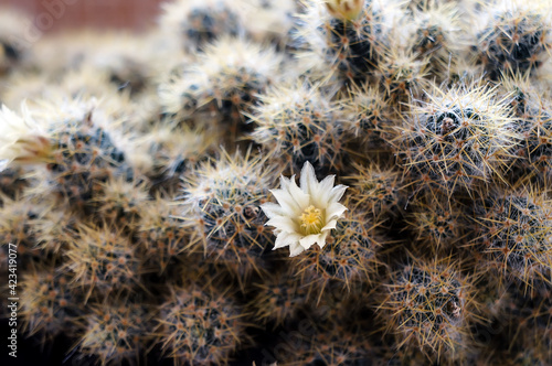 White cactus flower close up