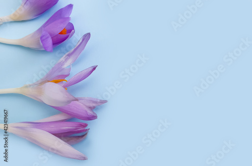 flower crocus on a colored background frame
