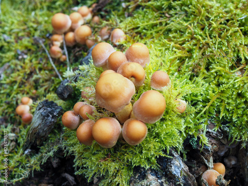 Sulphur Tuft Fungus (Hypholoma Fasciculare)