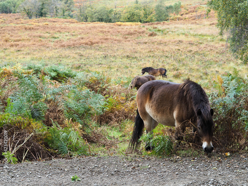 Exmoor Ponies Grazing in the  Ashdown Forest in Autumn photo