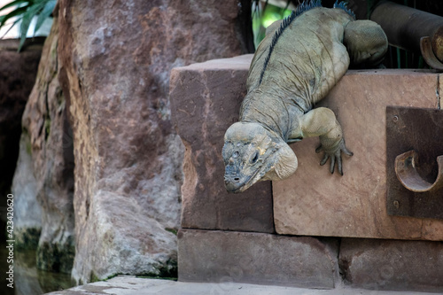 Rhinoceros Iguana (Cyclura cornuta) in the Bioparc Fuengirola