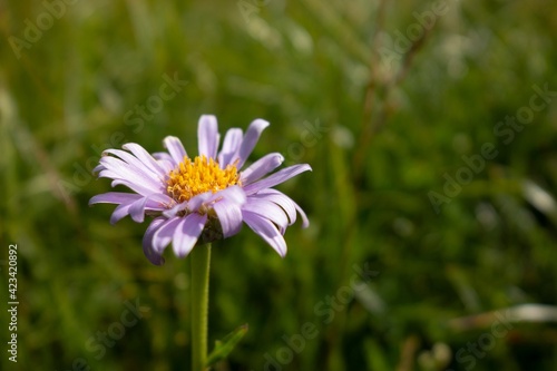 Aster alpinus flower knows as blue alpine daisy in Mala Farta mountains in Slovakia with bokeh