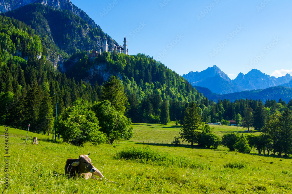 Spectacular view of Neuschwanstein Castle (Bavaria, Germany) surrounded by forested mountain ranges. In the front a milk cow grazes on a meadow illuminated by the golden evening sun.