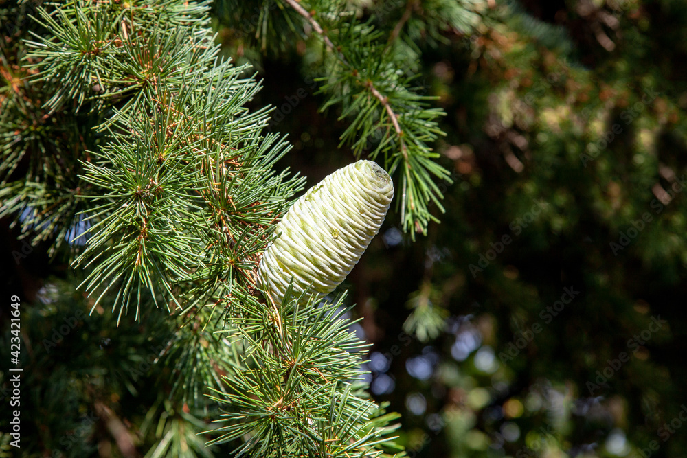 Female cones and leaves of himalayan cedar