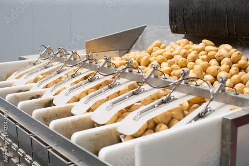 Potato harvest on conveyor sorting 