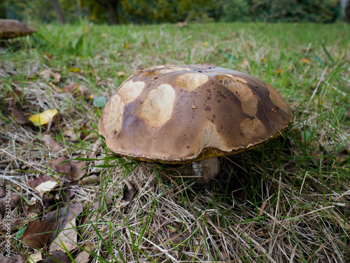 Brown Mushroom Growing in Sussex