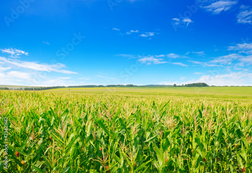 Corn field in the sunny and blue sky.