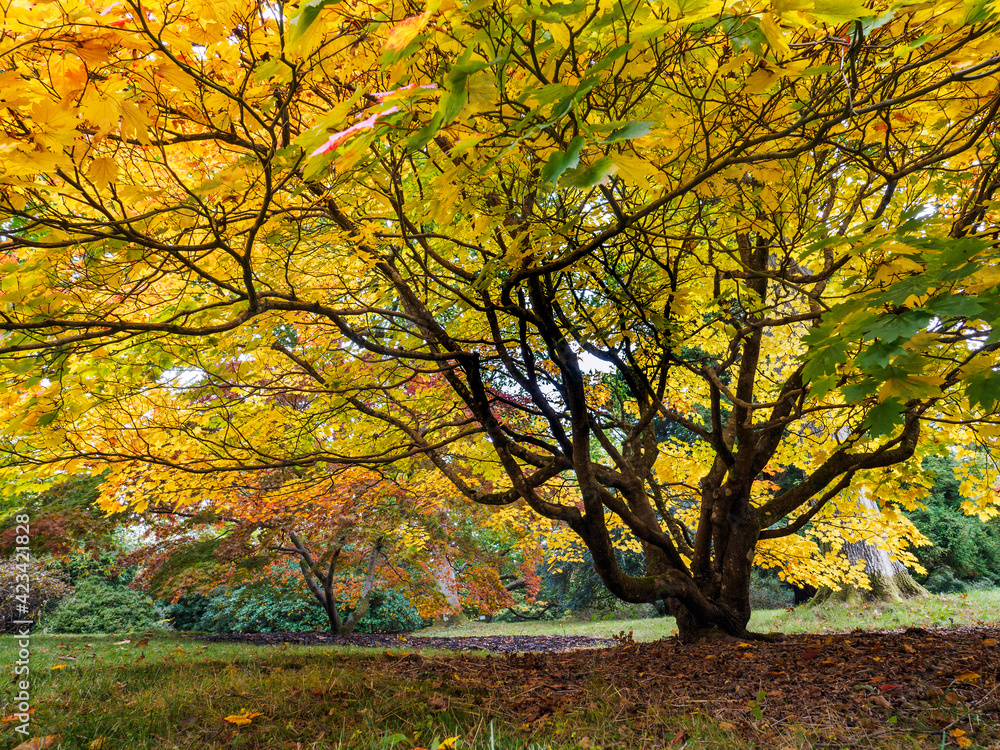 Acer Soccharinum Tree in Autumn