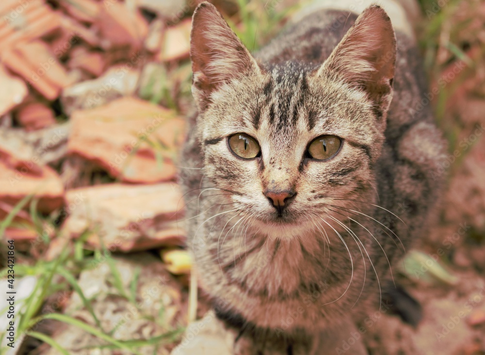Fototapeta premium cat on the grass