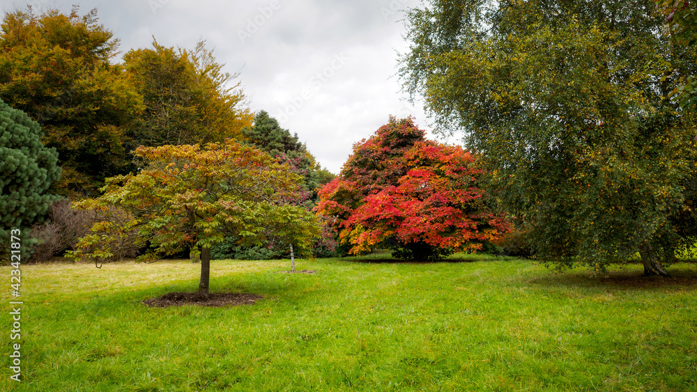 Fototapeta premium Japanese Maple (Acer palmatum) in Autumn Colours