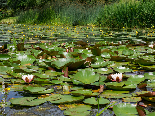 Water Lilies at Hever Castle photo