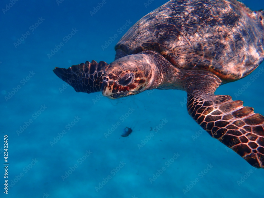 Fototapeta premium Tortue