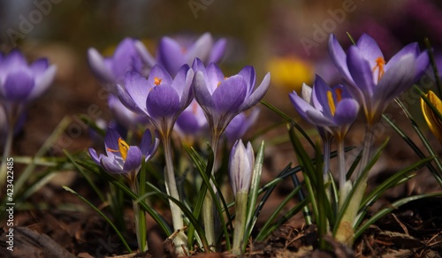 Violet crocuses blooming closeup, spring image
