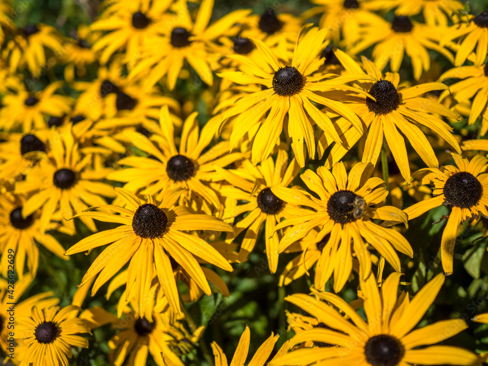 Black-eyed Susan flowers in an English country garden Black-eyed Susan flowers in an English country garden