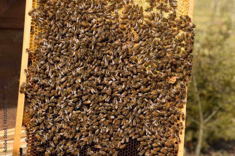 Honey bees hardworking on honeycomb Honey bees hardworking on honeycomb