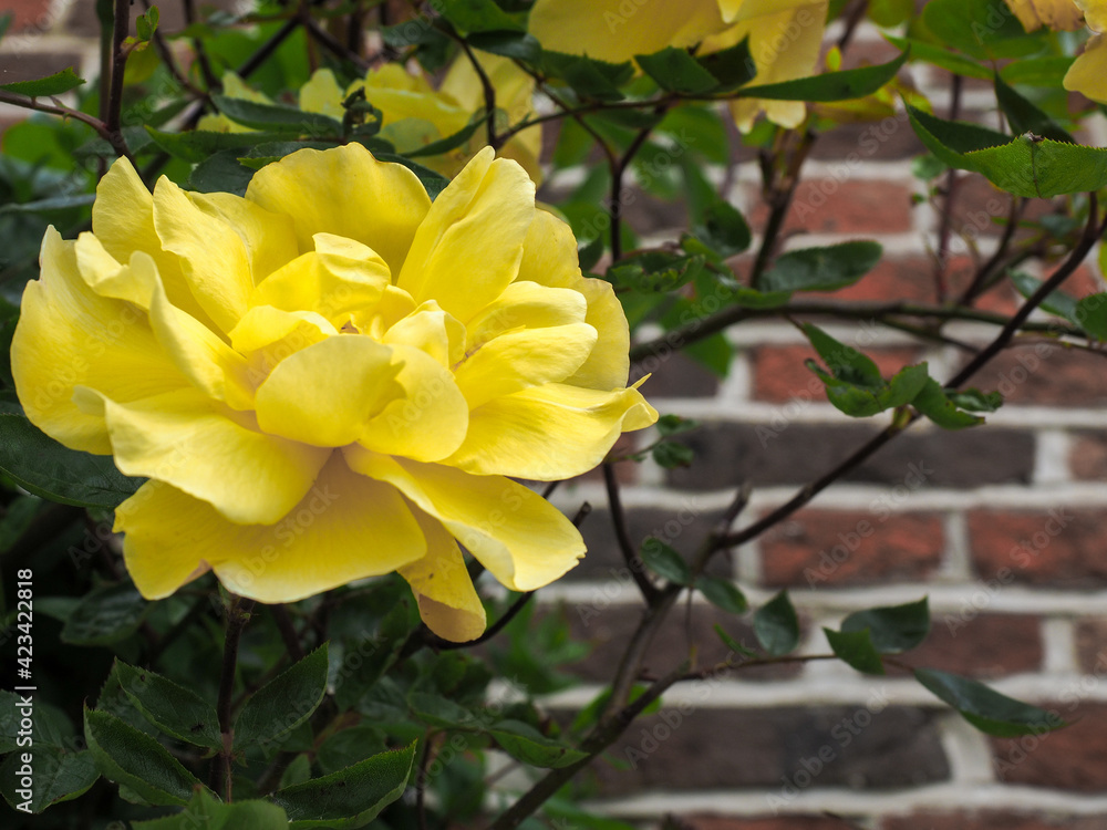 Yellow Rose Flowering against a Wall in Southwold Yellow Rose Flowering against a Wall in Southwold