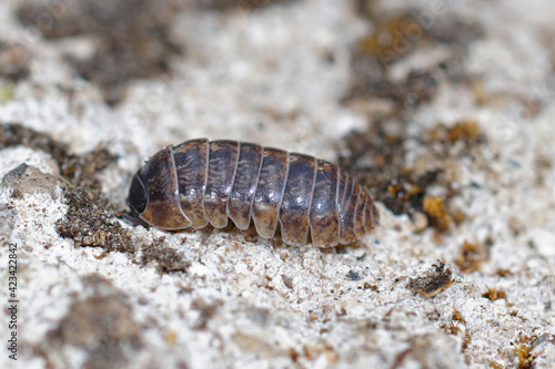 Closeup of a common pill-bug  roly-poly or carpenter   Armadillidium vulgare on the ground