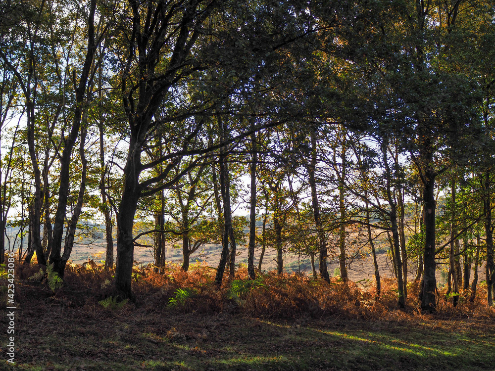 Scenic View of the Ashdown Forest in Sussex Scenic View of the Ashdown Forest in Sussex