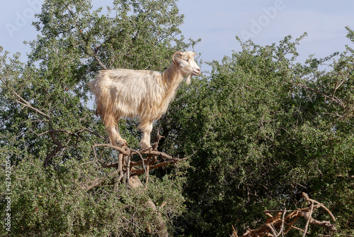 Au Maroc, le cauchemar touristique des chèvres perchées