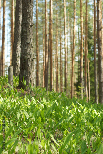 Fototapeta Naklejka Na Ścianę i Meble -  A large glade in the forest with blooming lilies of the valley