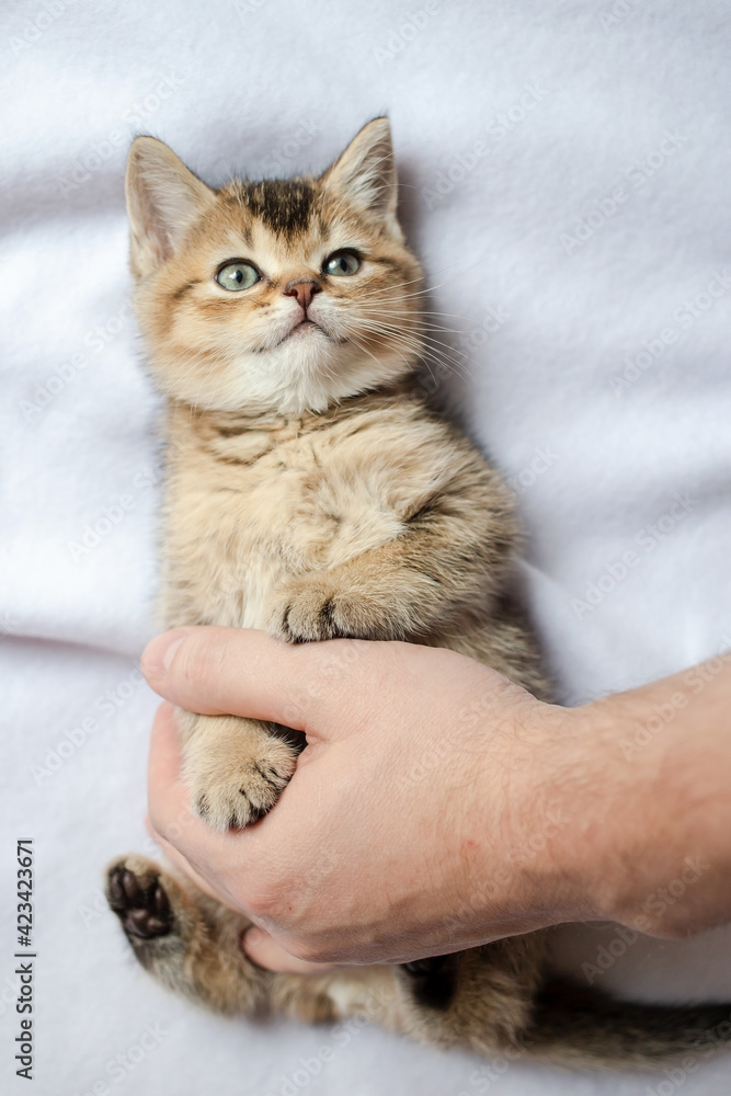 Pretty British kitten lies on the blanket and looks with interest at the owner, who gently hugs him with his hand. 