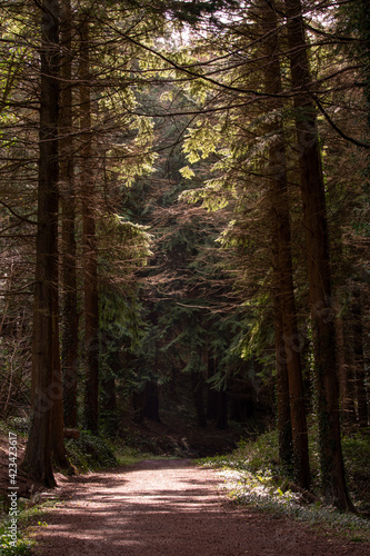 Forest in Ireland, Kilbroney Forest Park
