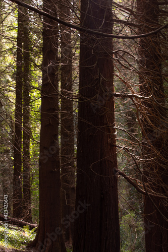 Forest in Ireland, Kilbroney Forest Park
