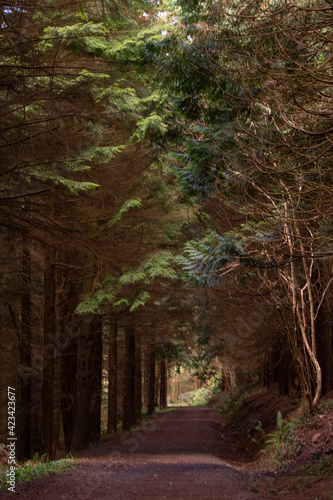 Forest in Ireland, Kilbroney Forest Park