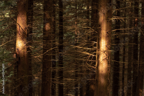 Forest in Ireland, Kilbroney Forest Park photo