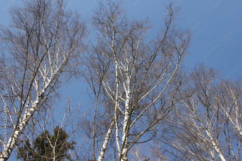 spring forest on the background of the spring sky spring forest on the background of the spring sky