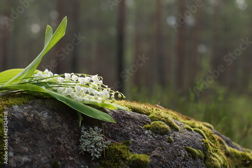 Lilies of the valley lie on a stone covered with moss