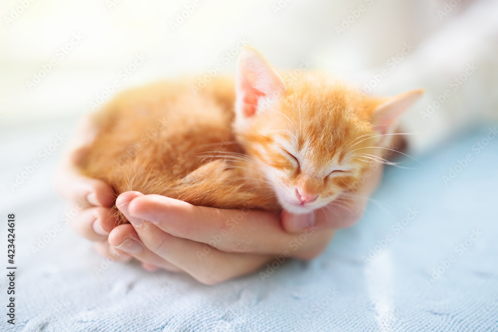 Kitten sleeping in man hands. Cats sleep.