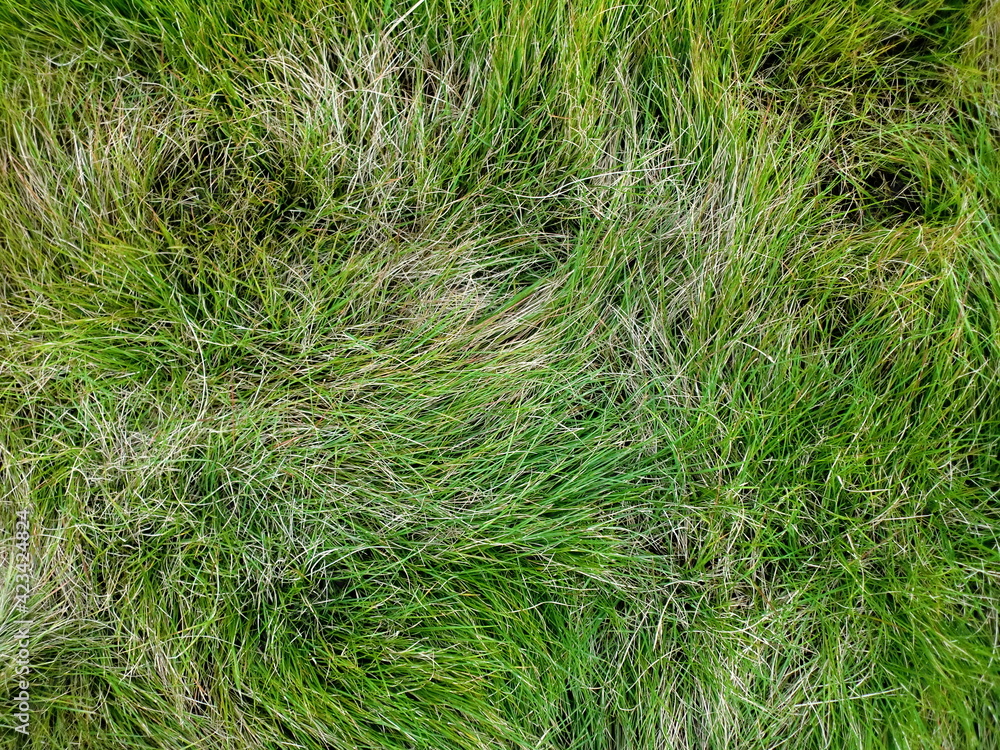 地面を覆う細長いイネ科の植物の葉 地面を覆う細長いイネ科の植物の葉