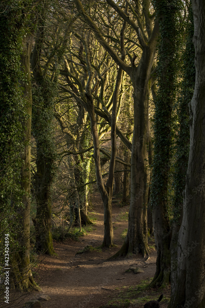 Forest. Killynether Forest. Northern Ireland. March. Forest. Killynether Forest. Northern Ireland. March.