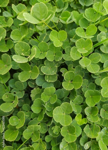 clover in the water
