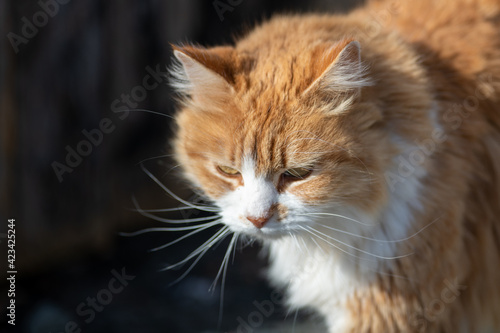 A single orange tabby cat or alley cat laying on the top of a railing with a focused view ahead. The stray animal has a white underbody with an orange on top. Its ears are up and alert to activity. © Dolores  Harvey
