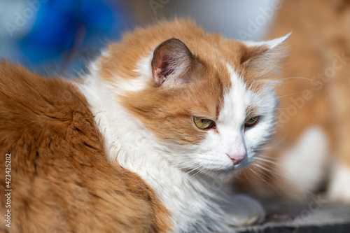 A single orange tabby cat or alley cat laying on the top of a railing with a focused view ahead. The stray animal has a white underbody with an orange on top. Its ears are up and alert to activity.