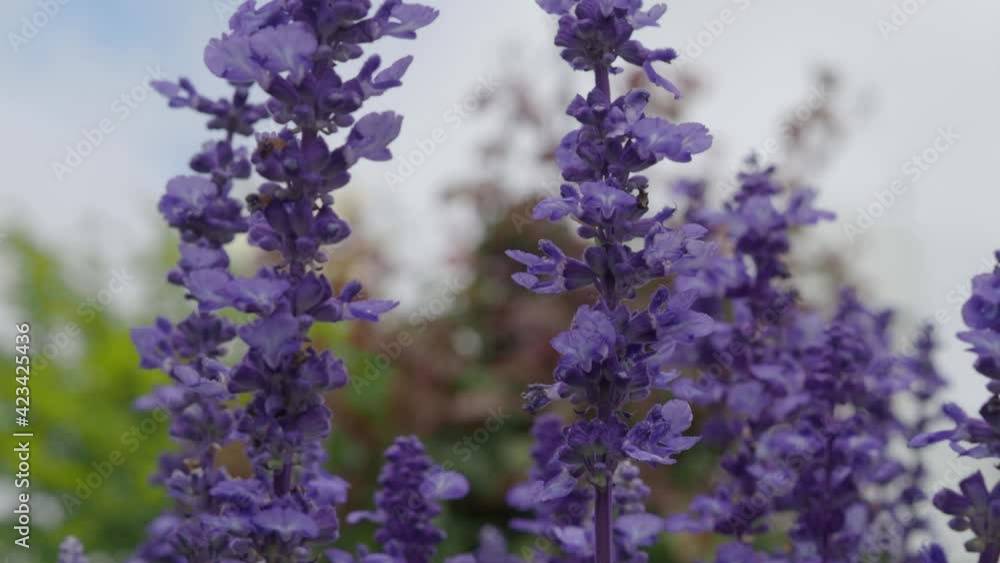Lavender field closeup. Bright and colorful of violet lavender flower blooming and fragrance with bee flying and sky outdoor. Lavender flowers in Hakodate Hokkaido Japan on summer. Purple lavender Lavender field closeup. Bright and colorful of violet lavender flower blooming and fragrance with bee flying and sky outdoor. Lavender flowers in Hakodate Hokkaido Japan on summer. Purple lavender