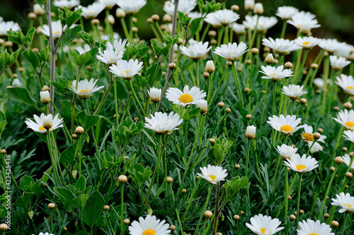 Wild white daisy flowers (Argyranthemum frutescens) meadow.