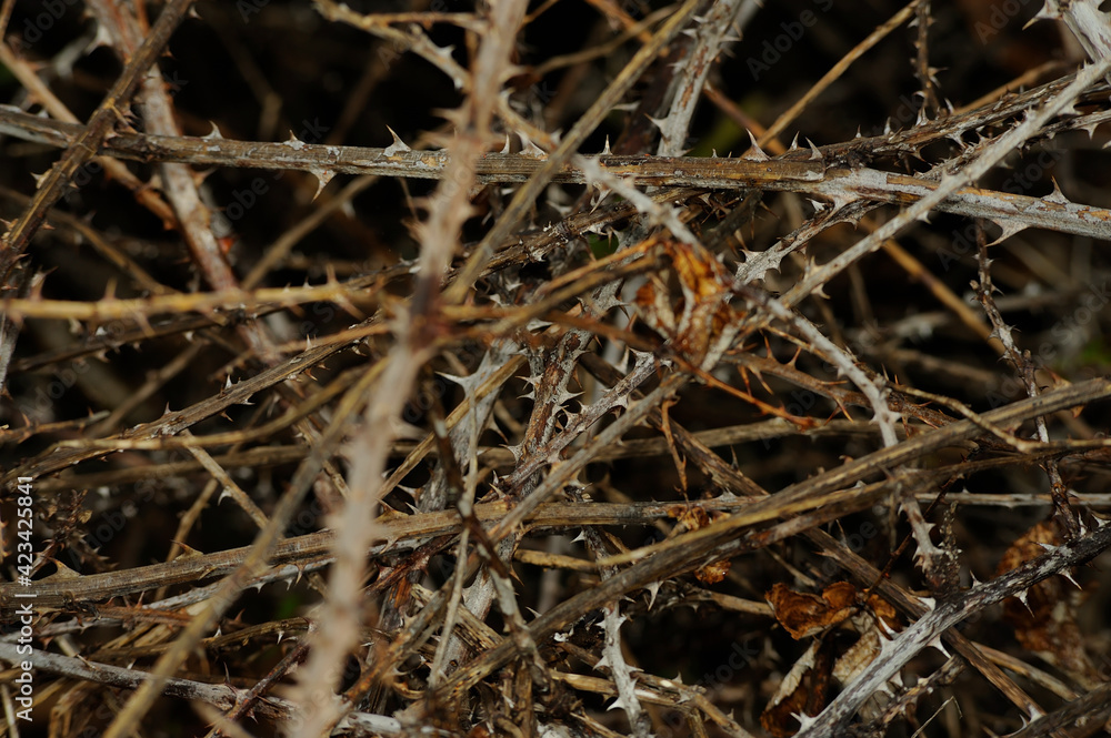 Crisscrossing dry brambles close-up detail.