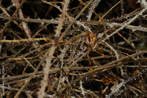 Crisscrossing dry brambles close-up detail.