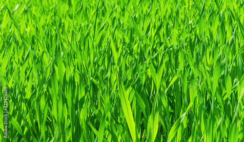 Perfect green background on fresh grass. Close-up of fresh dense grass