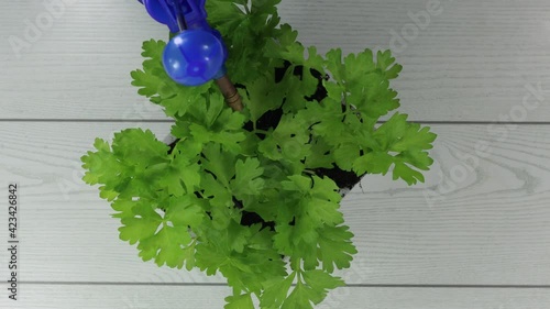 white celery seedlings ready for transplanting into
